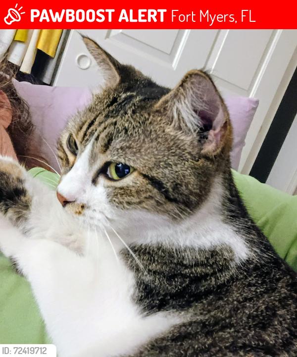 Lost Female Cat last seen Winkler & apmt complex The Lakes @ College Pkwy , Fort Myers, FL 33919