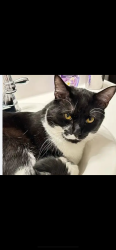 Lost Male Cat last seen Cornwallis Road, Garner, NC 27529