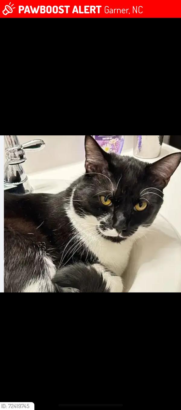 Lost Male Cat last seen Cornwallis Road, Garner, NC 27529