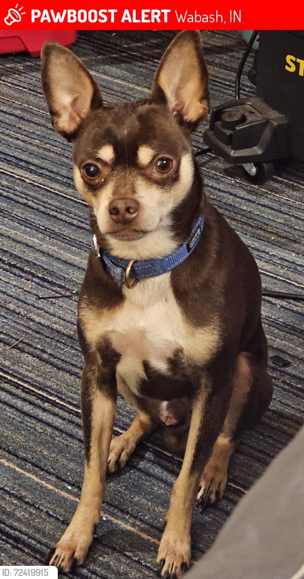 Lost Male Dog last seen Fisher st, Wabash, IN 46992