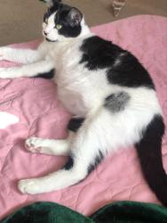 Lost Female Cat last seen Mandolin Park, Houston, TX 77070