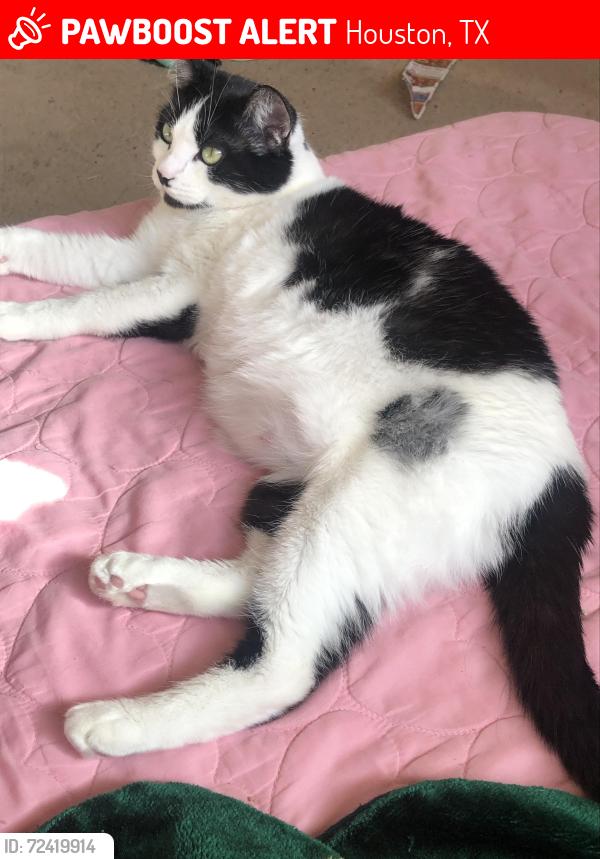 Lost Female Cat last seen Mandolin Park, Houston, TX 77070