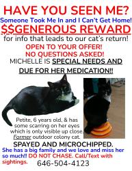 Lost Female Cat last seen Vernon Ave & Stuyvesant Ave, Brooklyn, NY 11206