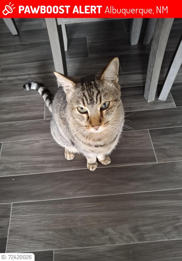 Lost Male Cat last seen Eubank and montgomery , Albuquerque, NM 87111