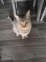 Lost Male Cat last seen Eubank and montgomery , Albuquerque, NM 87111