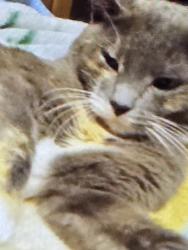Lost Female Cat last seen Belmont cornhusker , Lincoln, NE 68521