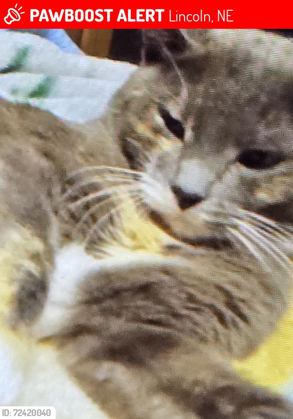 Lost Female Cat last seen Belmont cornhusker , Lincoln, NE 68521