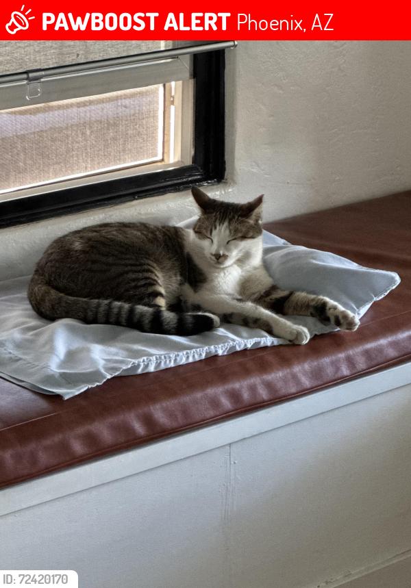 Lost Male Cat last seen 19th St. and Brill St., Phoenix, AZ 85006