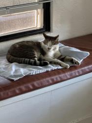 Lost Male Cat last seen 19th St. and Brill St., Phoenix, AZ 85006