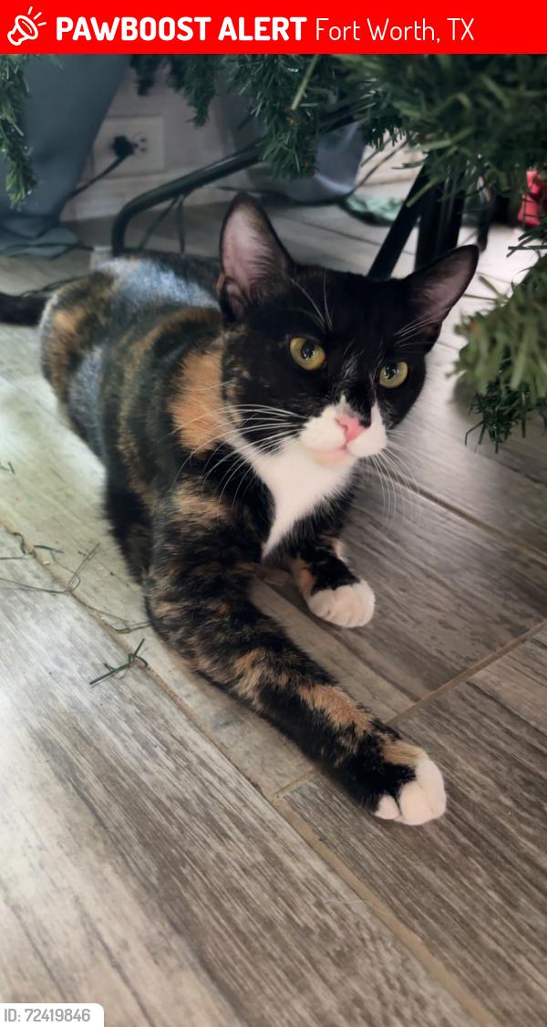 Lost Female Cat last seen Old decatur road saginaw blvd, Saginaw, TX 76179