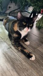Lost Female Cat last seen Old decatur road saginaw blvd, Saginaw, TX 76179