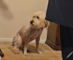 Lost Male Dog last seen Bertha St and Norfolk.  , Indianapolis, IN 46241