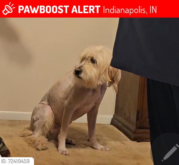 Lost Male Dog last seen Bertha St and Norfolk.  , Indianapolis, IN 46241