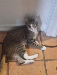 Lost Female Cat last seen Roundup Dr & Southfork Dr or Naturewalk Dr, Greater Northdale, FL 33624