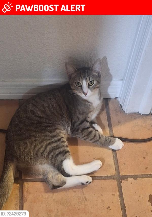 Lost Female Cat last seen Roundup Dr & Southfork Dr or Naturewalk Dr, Greater Northdale, FL 33624