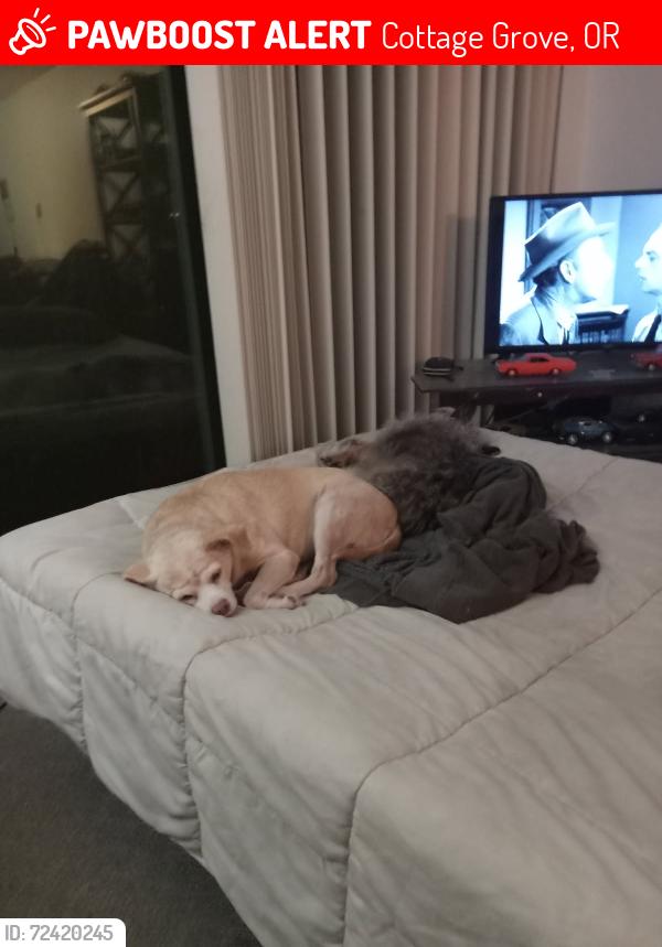 Lost Female Dog last seen Jefferson street and 5th street and a church and the park, Cottage Grove, OR 97424