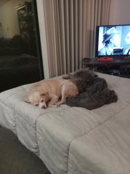 Lost Female Dog last seen Jefferson street and 5th street and a church and the park, Cottage Grove, OR 97424