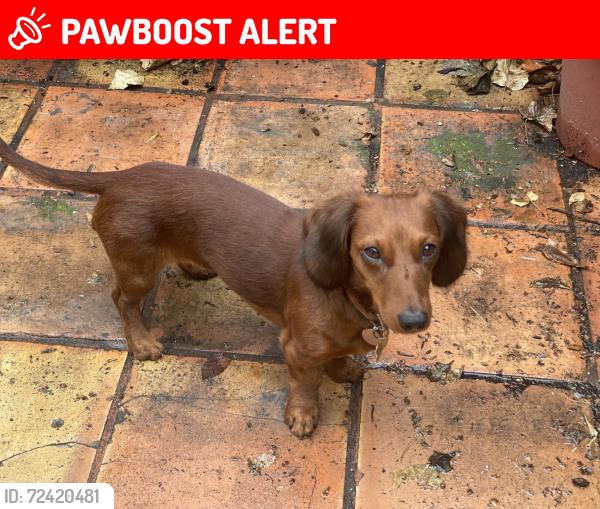 Lost Female Dog last seen Mott and Whittier Boulevard, Boyle Heights Sports Center , East Los Angeles, CA 90022