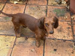 Lost Female Dog last seen Mott and Whittier Boulevard, Boyle Heights Sports Center , East Los Angeles, CA 90022
