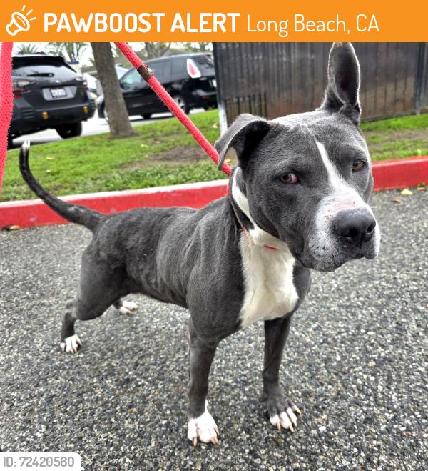 Found/Stray Female Dog last seen Near Atlantic Ave, Long Beach, CA 90805, Long Beach, CA 90805