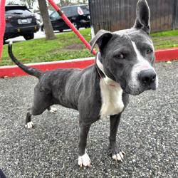 Found/Stray Female Dog last seen Near Atlantic Ave, Long Beach, CA 90805, Long Beach, CA 90805