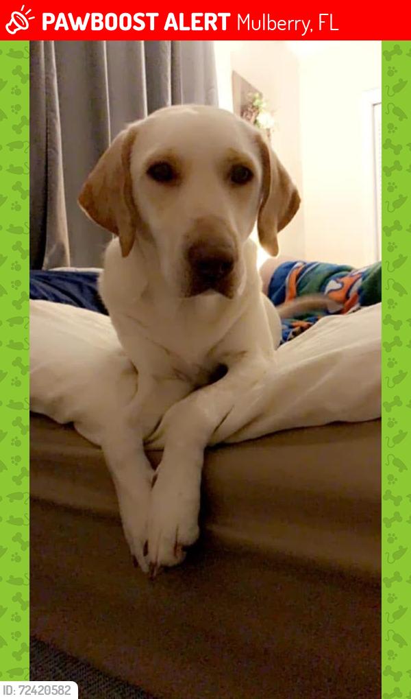 Lost Female Dog last seen Highway 60 mulberry Fl, Creekside neighborhood , Mulberry, FL 33860