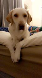 Lost Female Dog last seen Highway 60 mulberry Fl, Creekside neighborhood , Mulberry, FL 33860