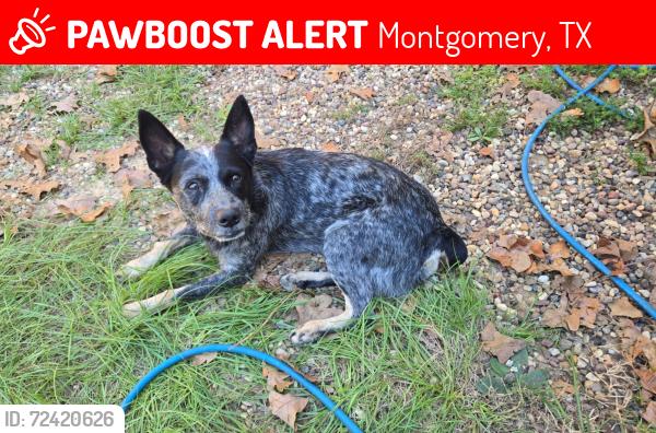 Lost Male Dog last seen Boars Head Pl. & Windmill, Montgomery, TX 77316