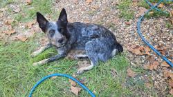Lost Male Dog last seen Boars Head Pl. & Windmill, Montgomery, TX 77316