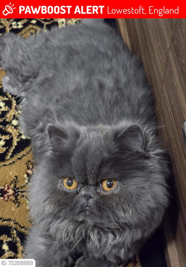 Lost Female Cat last seen street, Lowestoft, England 