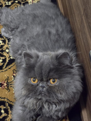 Lost Female Cat last seen street, Lowestoft, England 