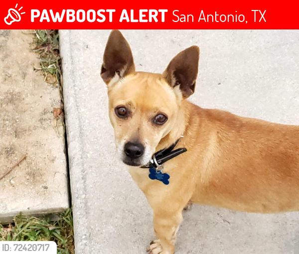 Lost Male Dog last seen Babcock , San Antonio, TX 78201