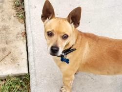 Lost Male Dog last seen Babcock , San Antonio, TX 78201