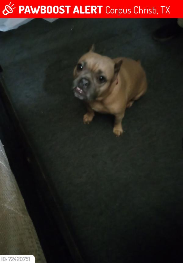 Lost Female Dog last seen Ayers , Corpus Christi, TX 78415