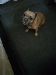 Lost Female Dog last seen Ayers , Corpus Christi, TX 78415
