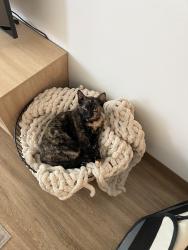 Lost Female Cat last seen Az, Mesa, AZ 85201