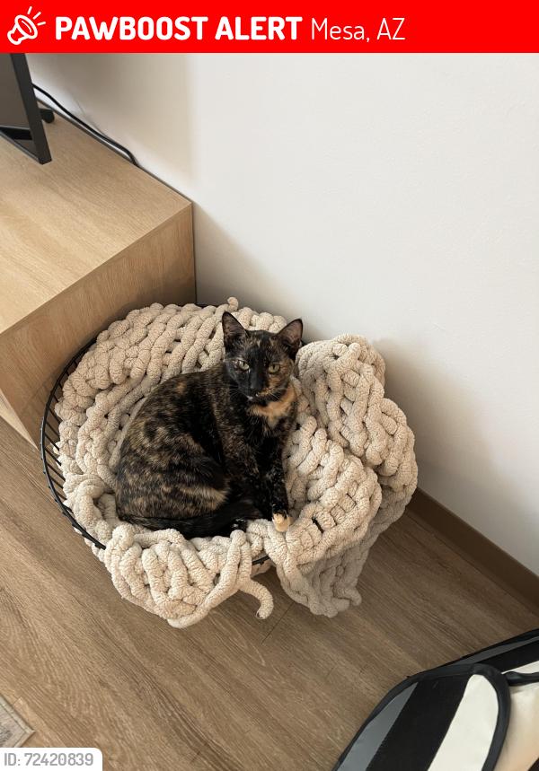 Lost Female Cat last seen Az, Mesa, AZ 85201