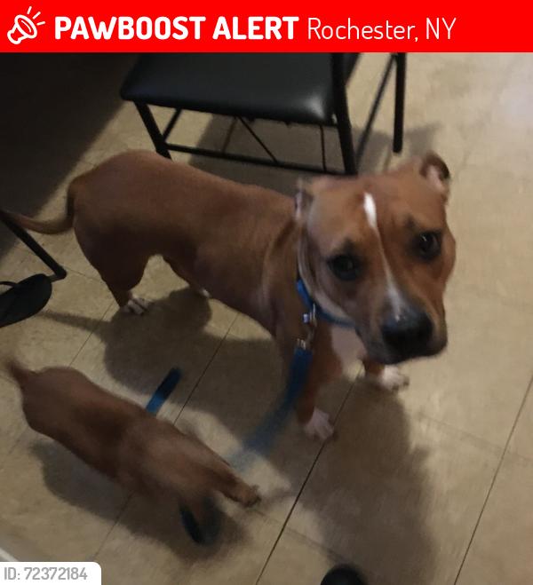 Lost Female Dog last seen Hudson Ave  across the firestation, Rochester, NY 14621
