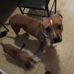Lost Female Dog last seen Hudson Ave  across the firestation, Rochester, NY 14621