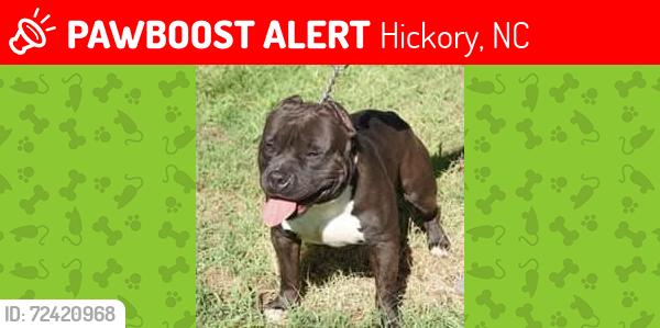Lost Male Dog last seen Hickory Mill, Hickory, NC 28602
