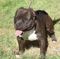 Lost Male Dog last seen Hickory Mill, Hickory, NC 28602