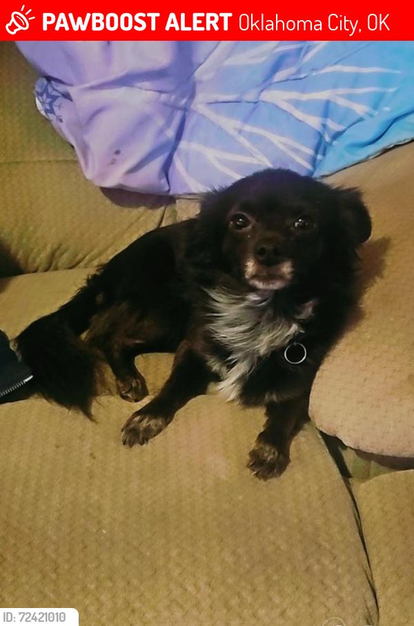 Lost Male Dog last seen Timberwood apmts , Oklahoma City, OK 73109