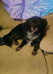 Lost Male Dog last seen Timberwood apmts , Oklahoma City, OK 73109