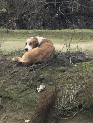 Found/Stray Unknown Dog last seen Shields and Dickenson, Fresno County, CA 93723