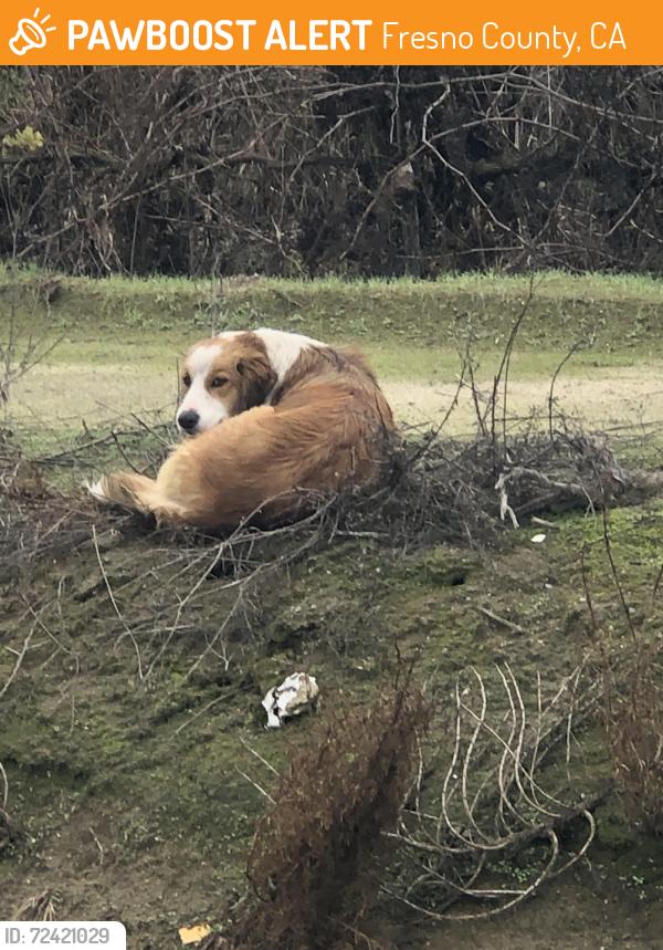 Found/Stray Unknown Dog last seen Shields and Dickenson, Fresno County, CA 93723