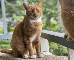 Lost Male Cat last seen Ware Blvd & Juniper Drive in Spring Lake, off Old Springville Rd. , Birmingham, AL 35235