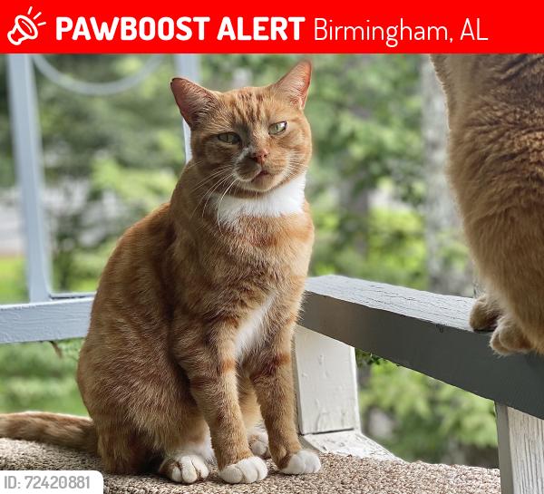 Lost Male Cat last seen Ware Blvd & Juniper Drive in Spring Lake, off Old Springville Rd. , Birmingham, AL 35235