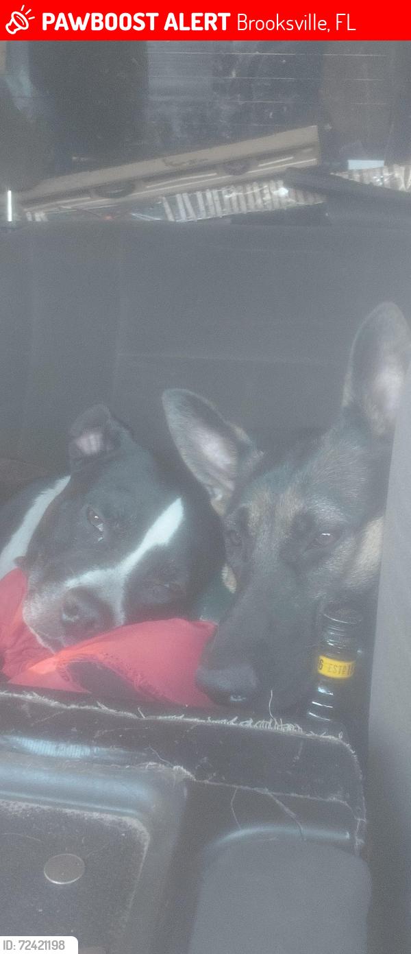 Lost Female Dog last seen Citrus way brooksville rock road, Brooksville, FL 34614