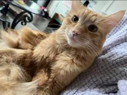 Lost Male Cat last seen Near N Ivy St and NW 19th Place, Canby, OR 97013