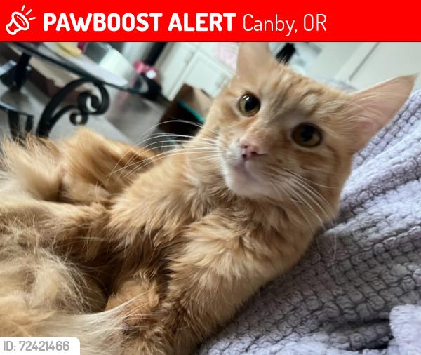Lost Male Cat last seen Near N Ivy St and NW 19th Place, Canby, OR 97013